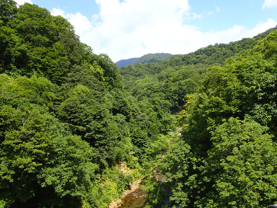 白神山地風景